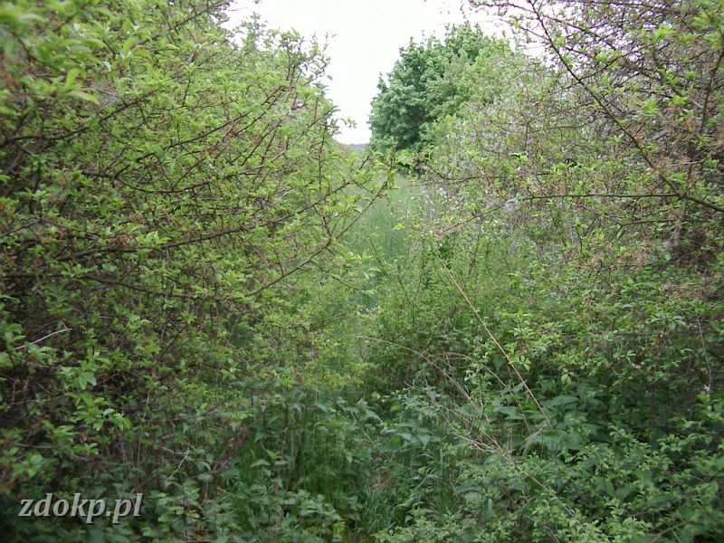 2005-05-23.085 stawiany-kiszkowo widok na slawe.jpg - linia Gniezno Winiary -Sawa Wlkp., ok. 32.8 km, 11A - widok w kierunku Stawian !